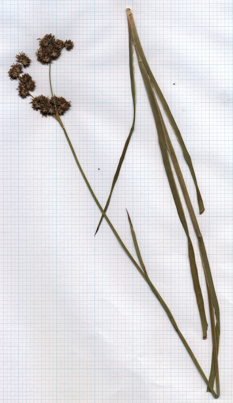 Juncaceae Juncus macrandrus