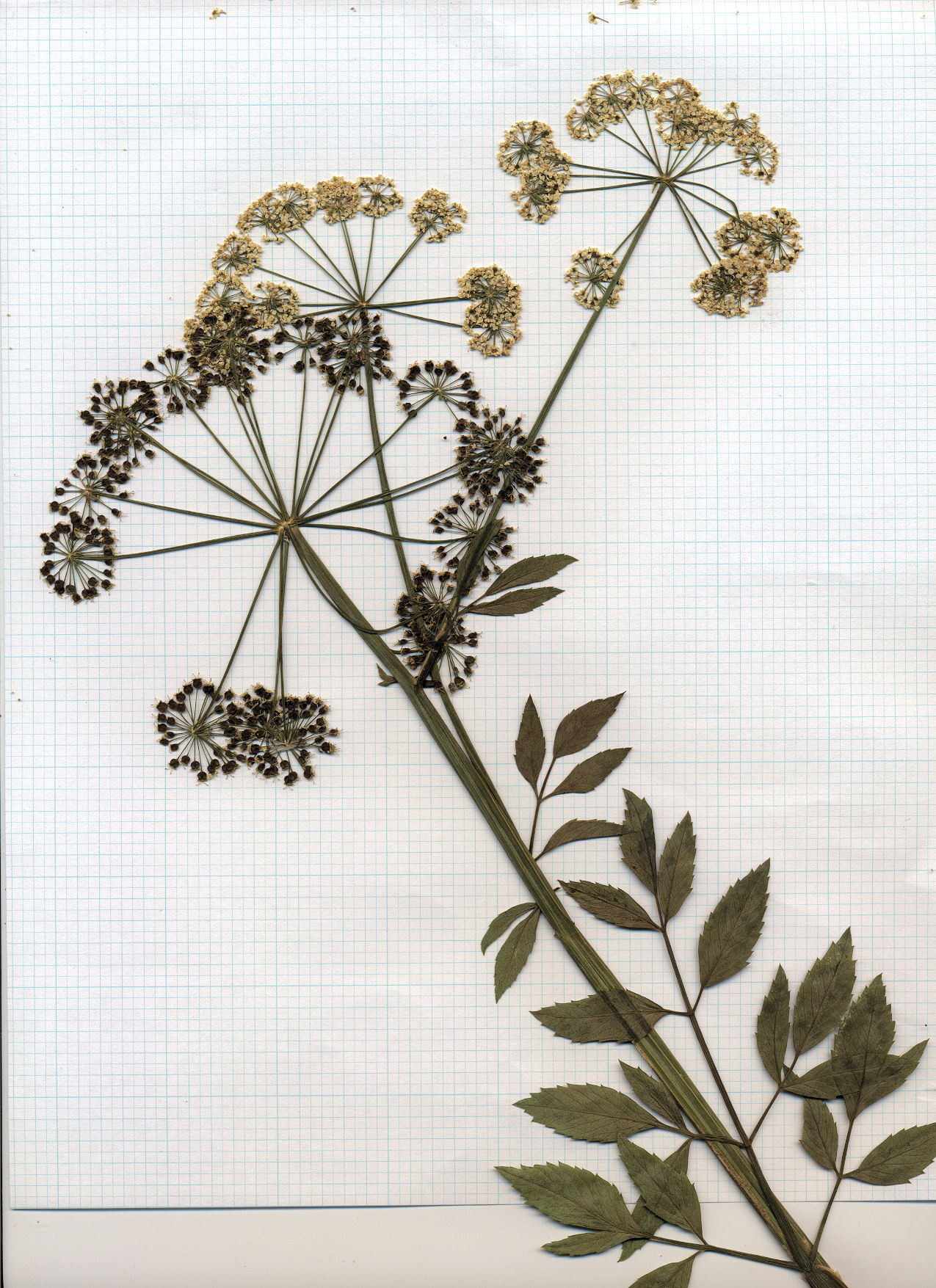 Apiaceae Cicuta maculata angustifolia