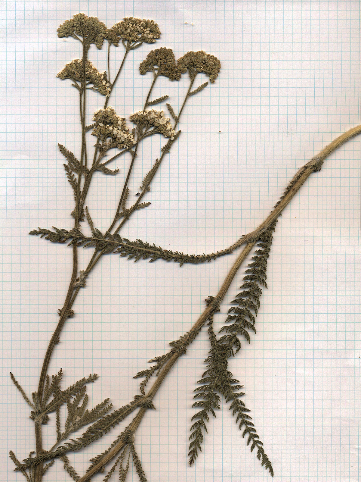 Asteraceae Achillea millefolium