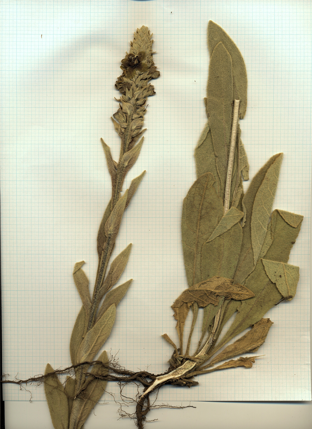 Scrophulariaceae Verbascum thapsus
