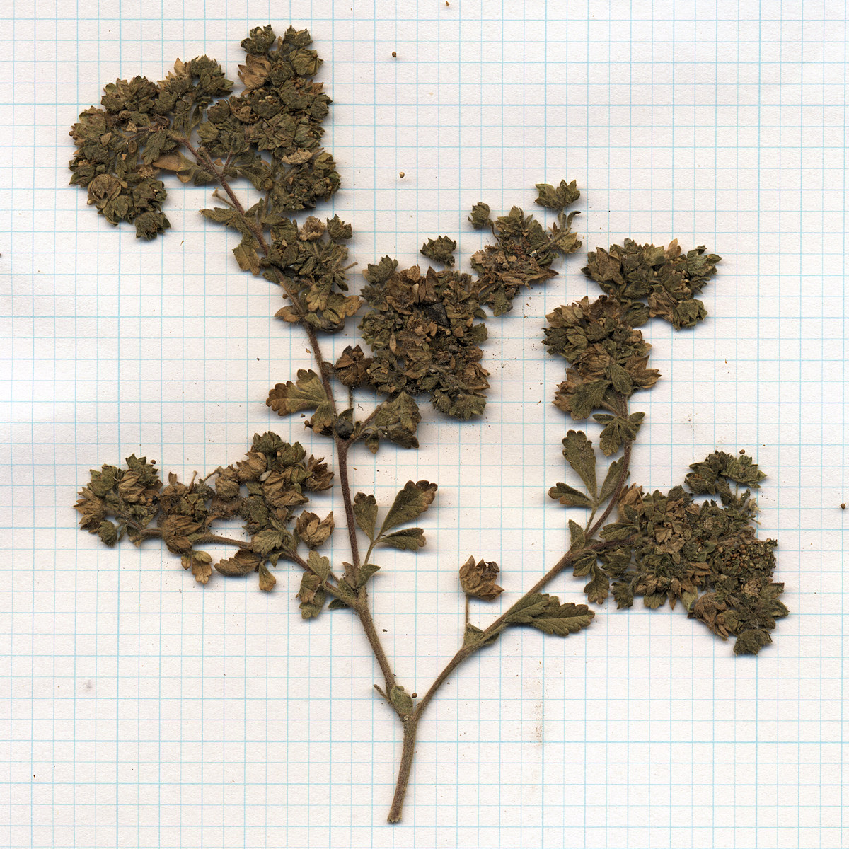 Rosaceae Potentilla biennis
