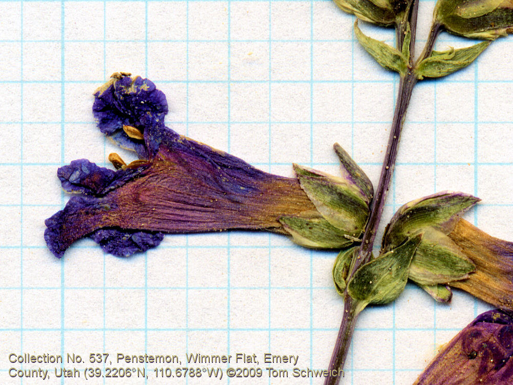 Plantaginaceae Penstemon carnosus