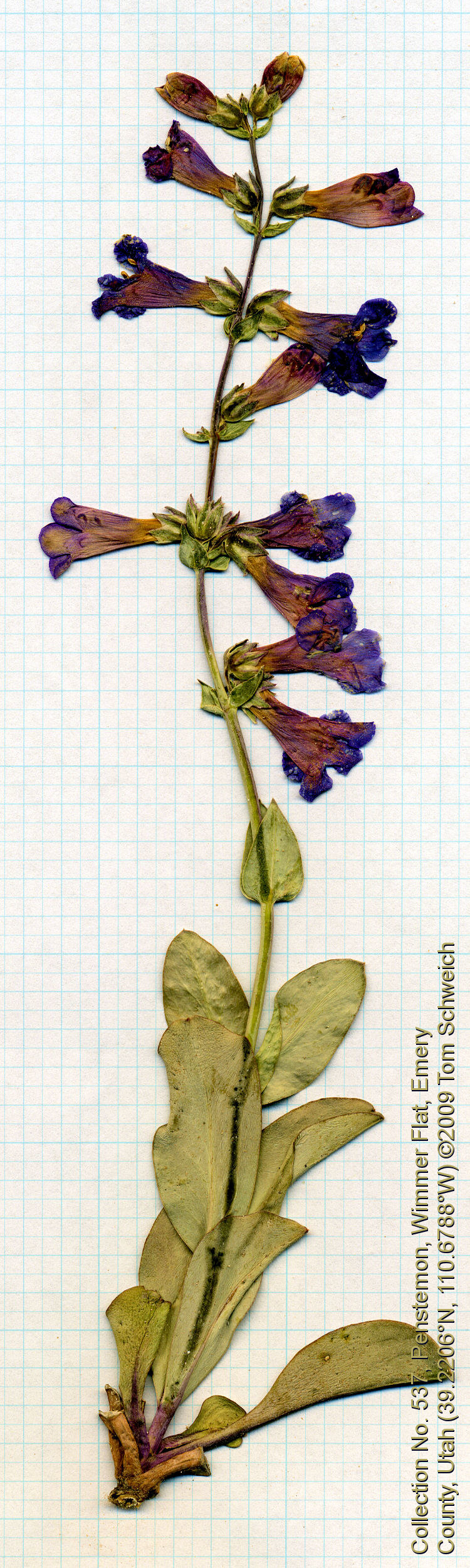 Plantaginaceae Penstemon carnosus