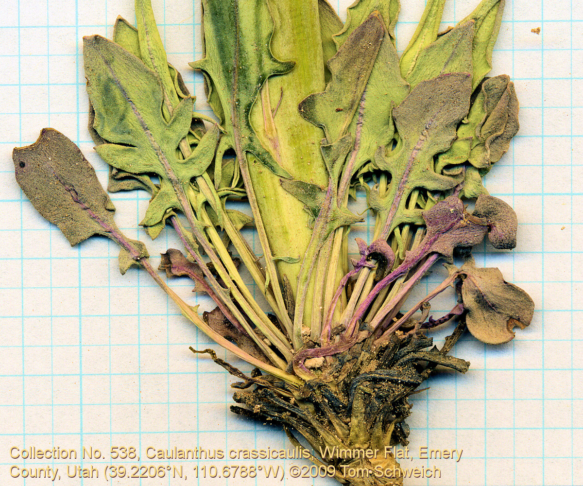 Brassicaceae Caulanthus crassicaulis