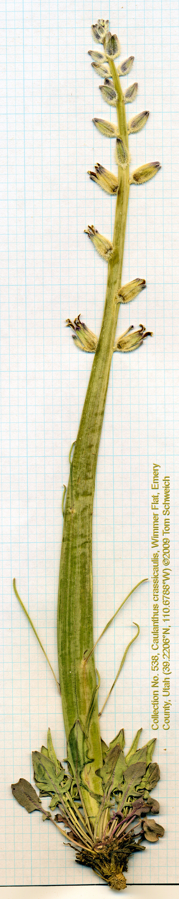 Brassicaceae Caulanthus crassicaulis