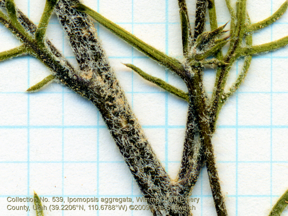 Polemoniaceae Ipomopsis aggregata