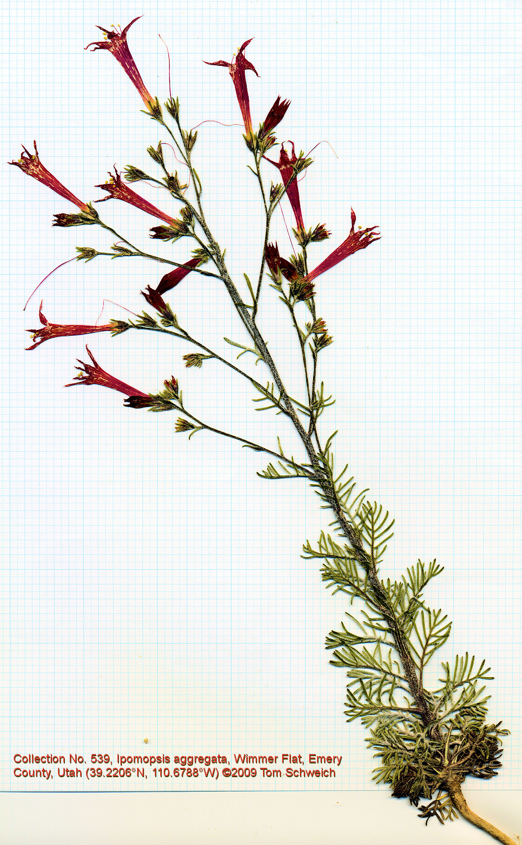 Polemoniaceae Ipomopsis aggregata
