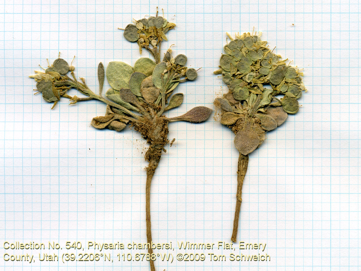 Brassicaceae Physaria chambersi