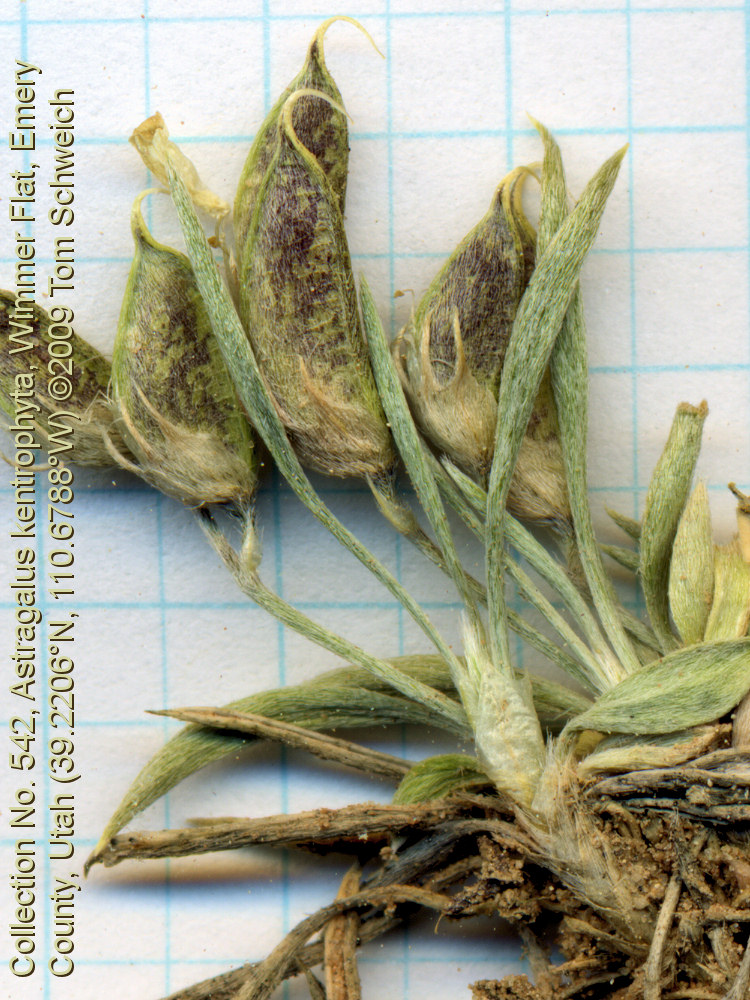 Fabaceae Astragalus kentrophyta