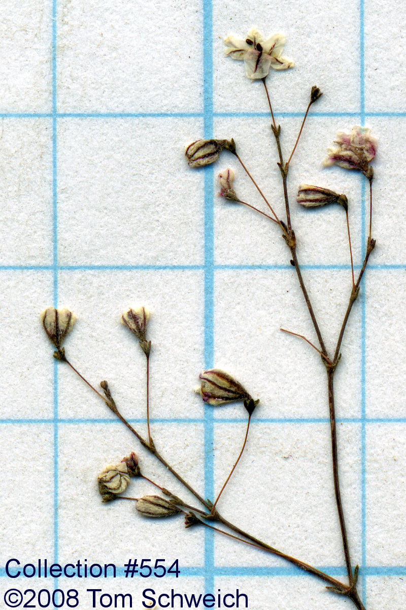 Polygonaceae Eriogonum