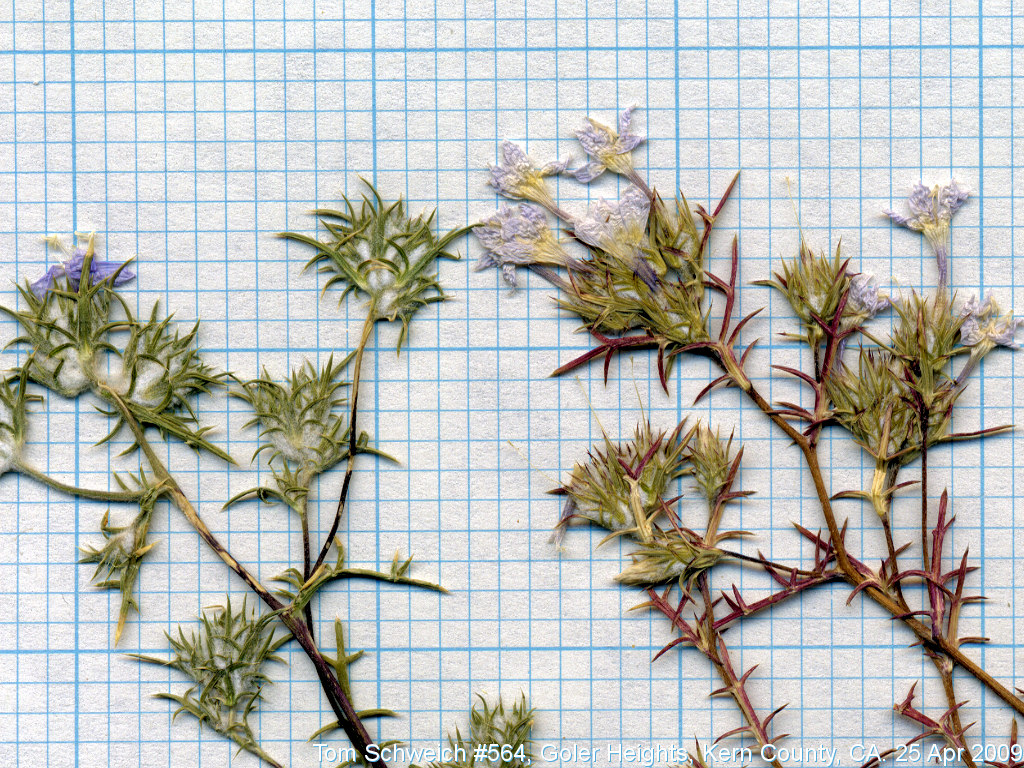 Polemoniaceae, Eriastrum eremicum, San Bernardino County, Garlock.