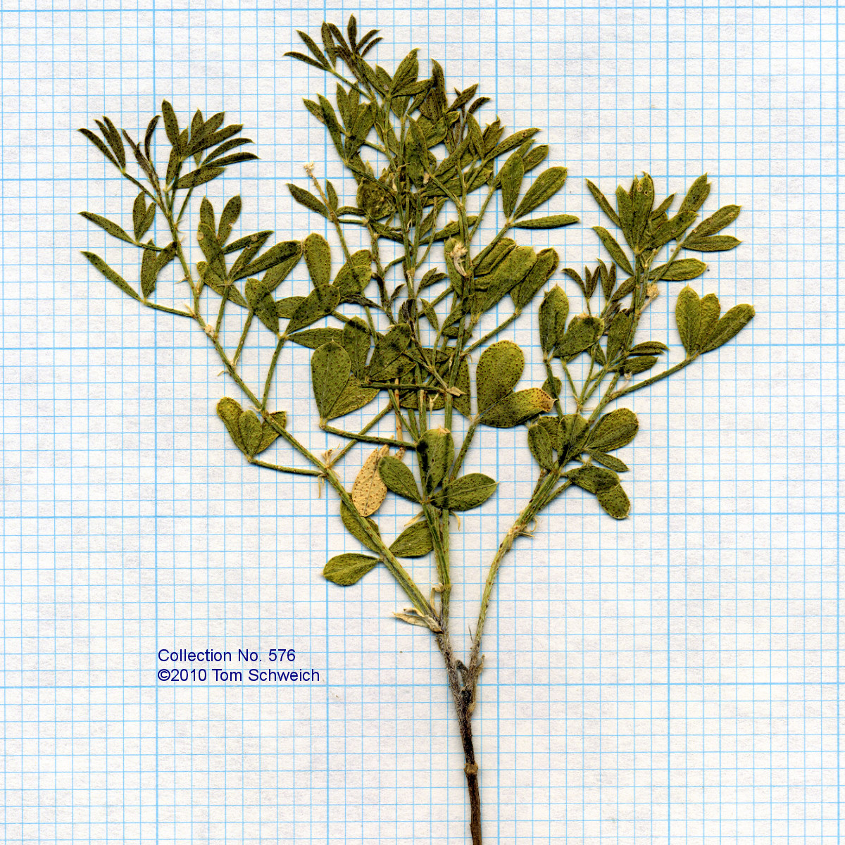Fabaceae Psoralidium lanceolatum