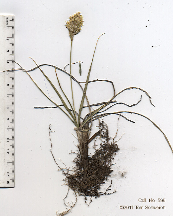 Cyperaceae Carex douglasii