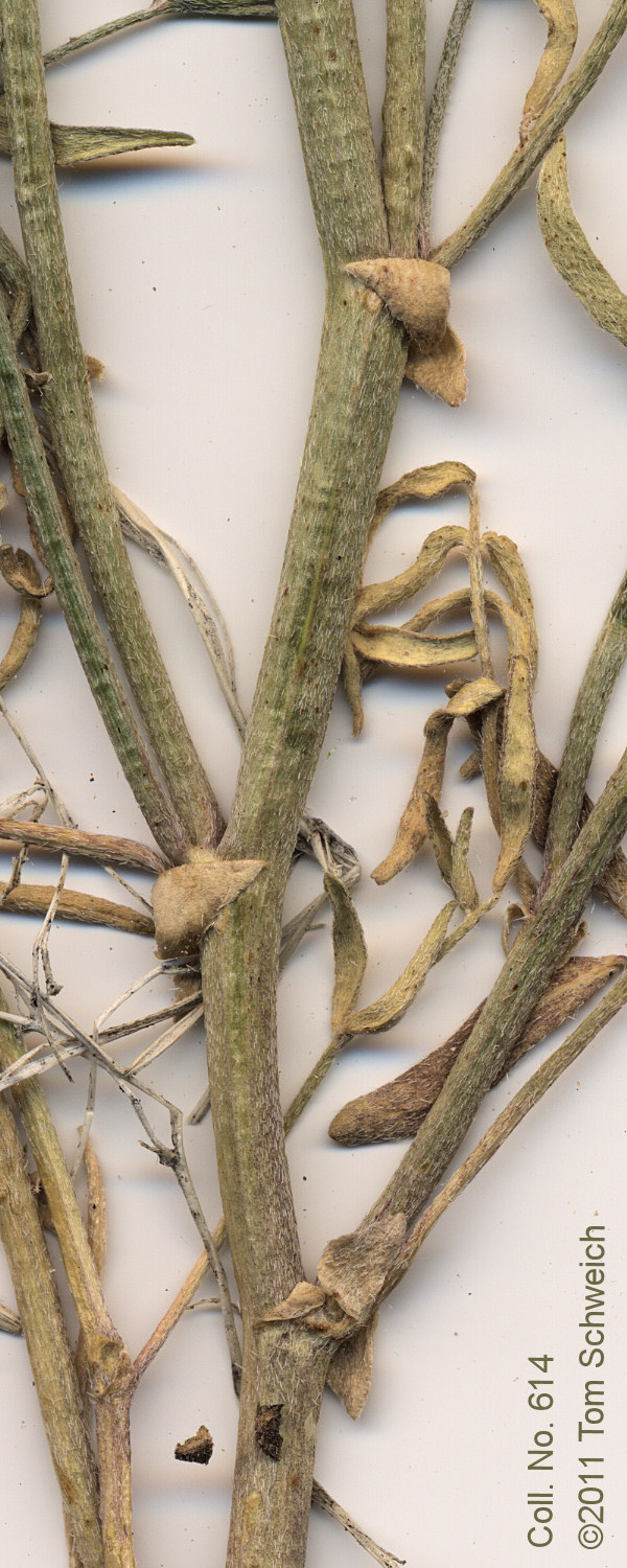 Fabaceae Astragalus casei