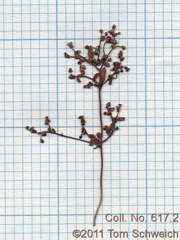 Chenopodiaceae Micromonolepis pusilla