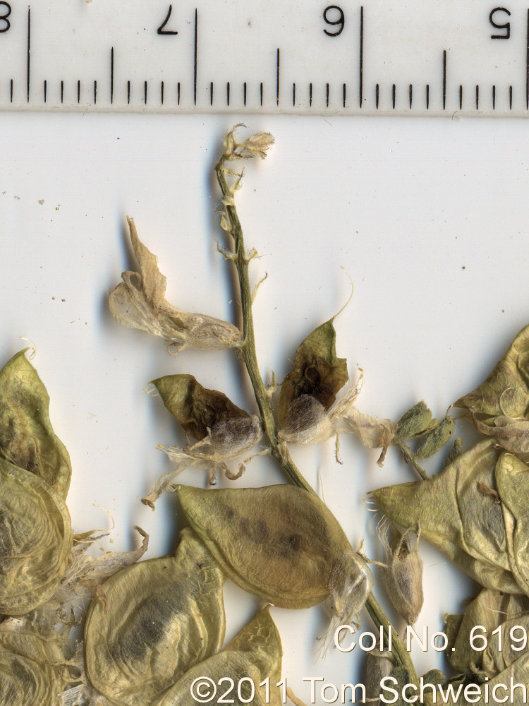 Fabaceae Astragalus lentiginosus floribundus