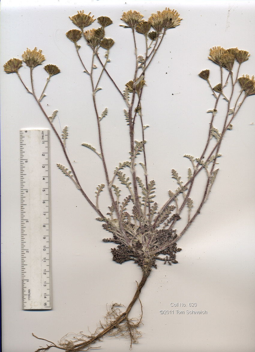 Asteraceae Chaenactis douglasii