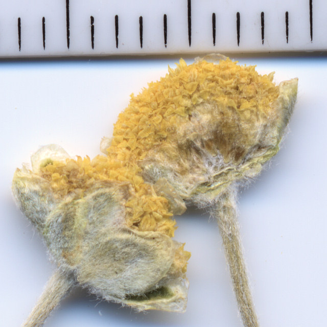 Asteraceae Sphaeromeria potentilloides nitrophil