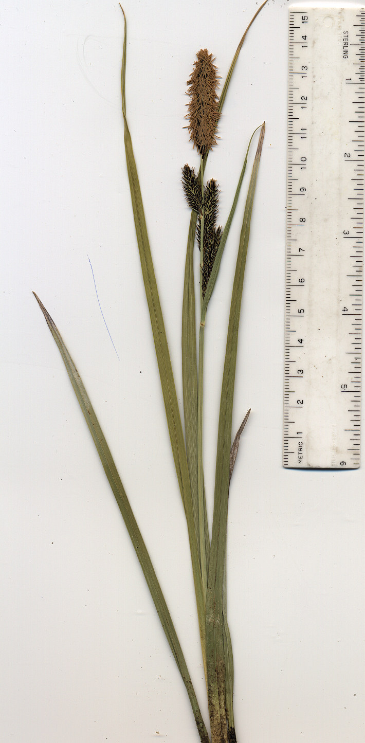 Cyperaceae Carex aquatilis