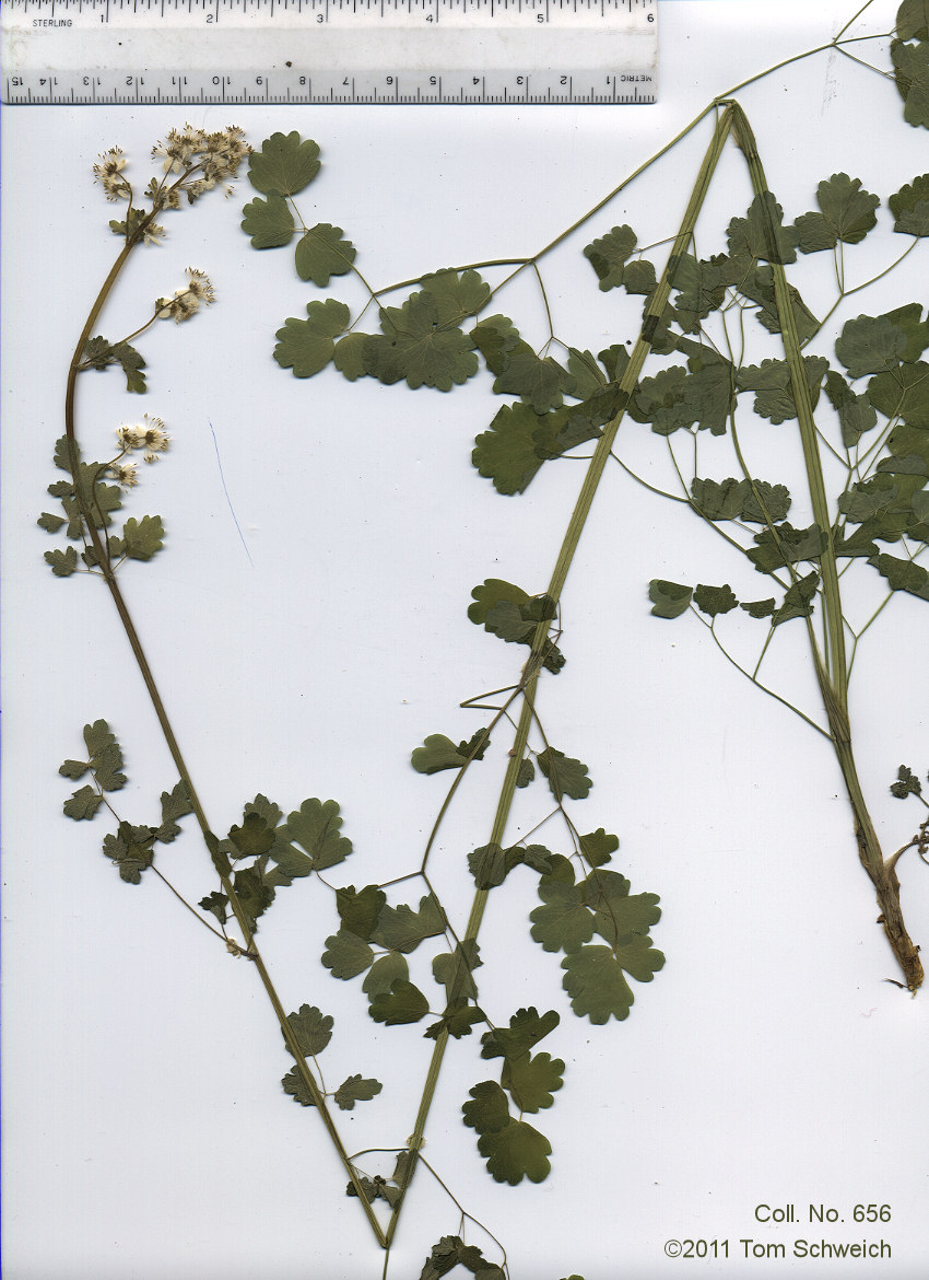 Ranunculaceae Thalictrum sparsiflorum