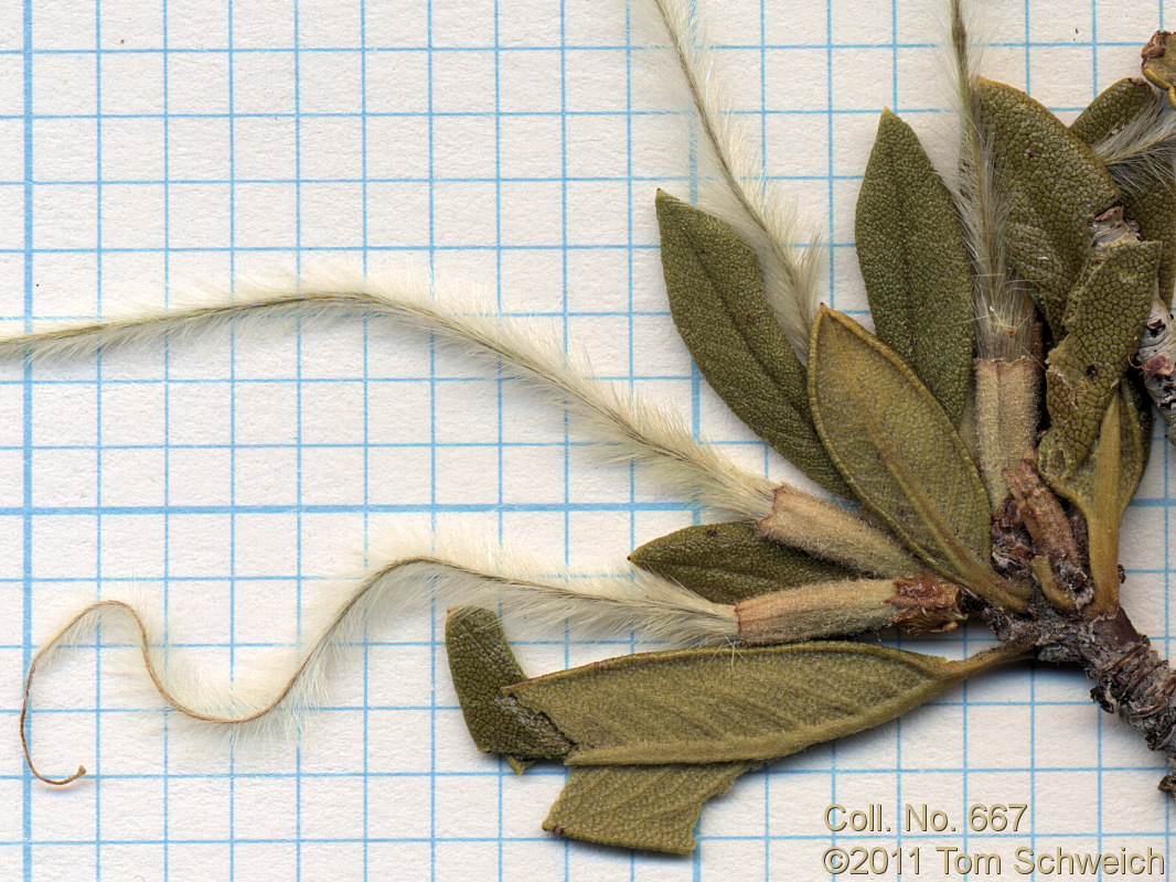 Rosaceae Cercocarpus ledifolius intermontanus