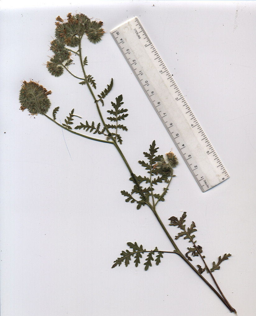 Boraginaceae Phacelia ramosissima