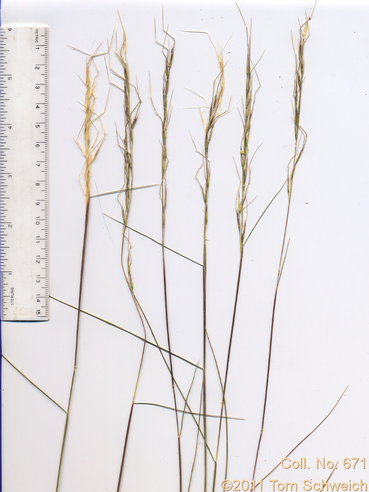 Poaceae Stipa occidentalis occidentalis