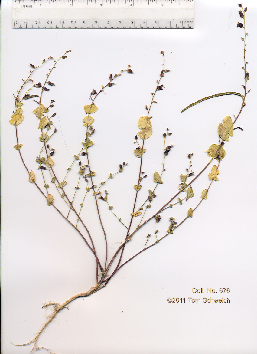 Brassicaceae Streptanthus tortuosus