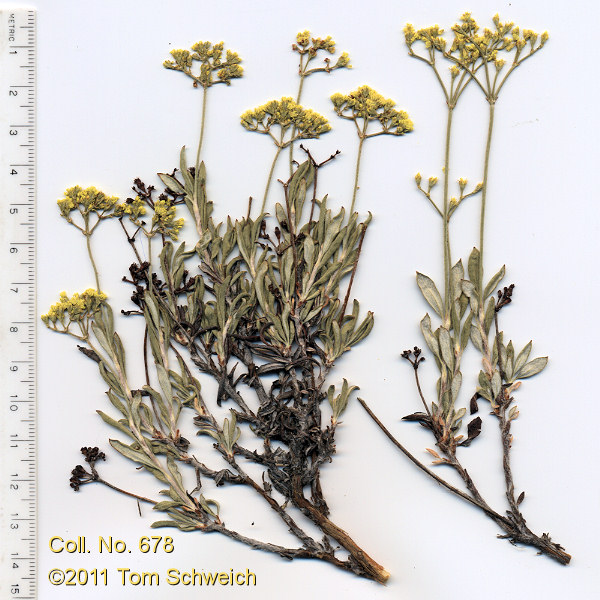 Polygonaceae Eriogonum microthecum ambiguum
