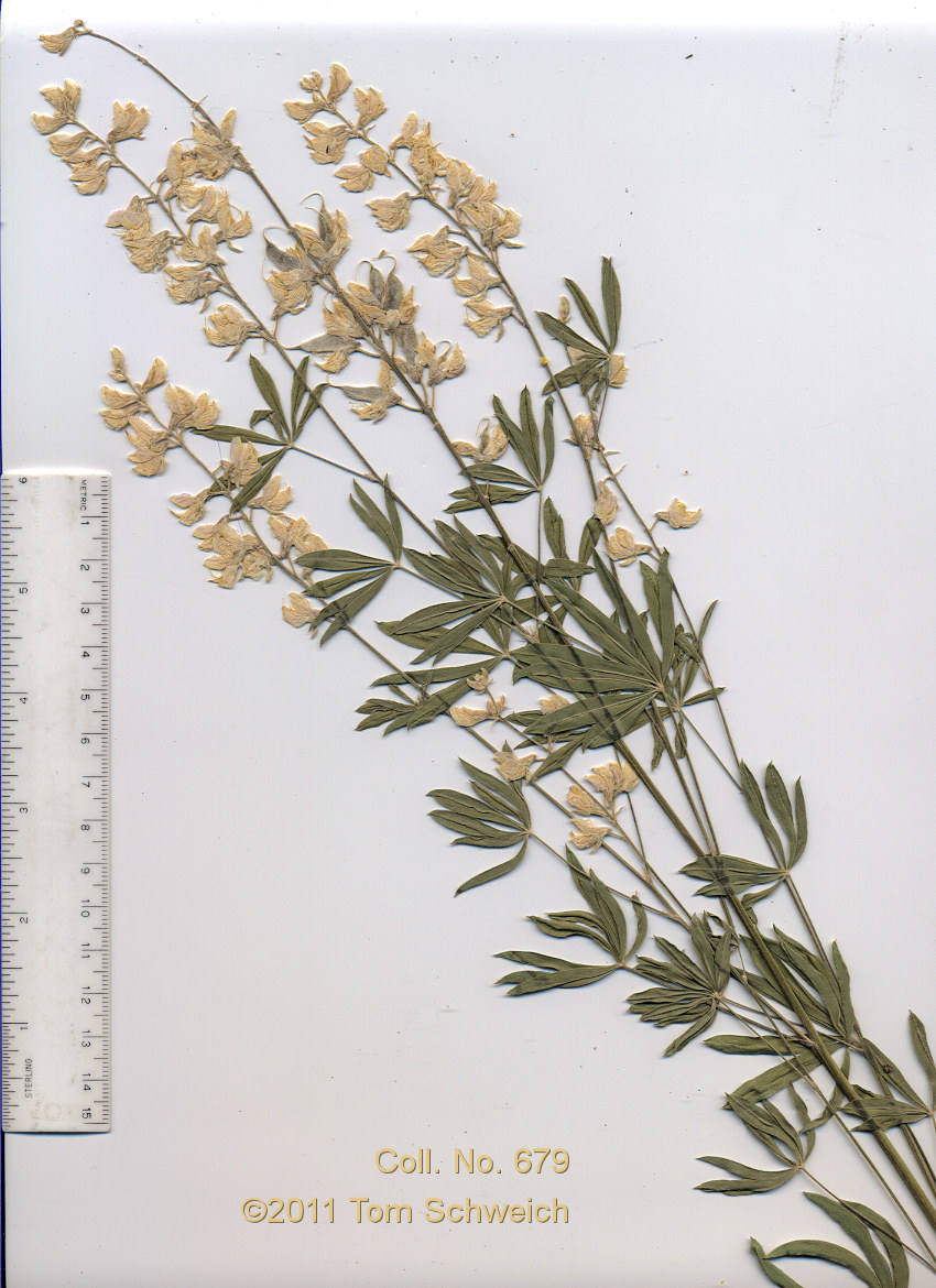 Fabaceae Lupinus argenteus meionanthus