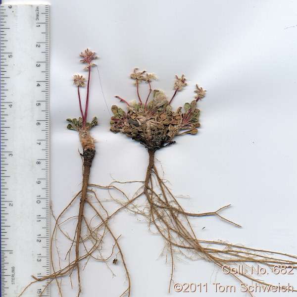 Portulacaceae Calyptridium umbellatum