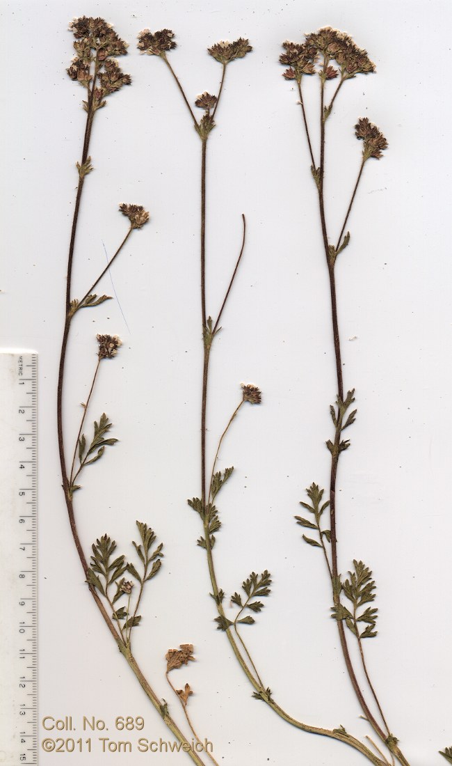 Rosaceae Horkelia fusca parviflora