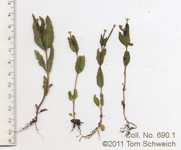 Onagraceae Epilobium ciliatum
