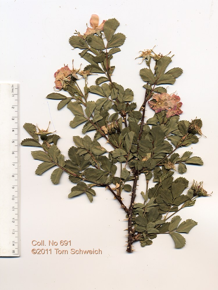 Rosaceae Rosa woodsii ultramontana