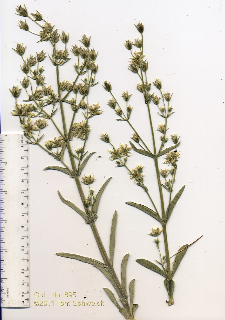 Gentianaceae Frasera puberulenta