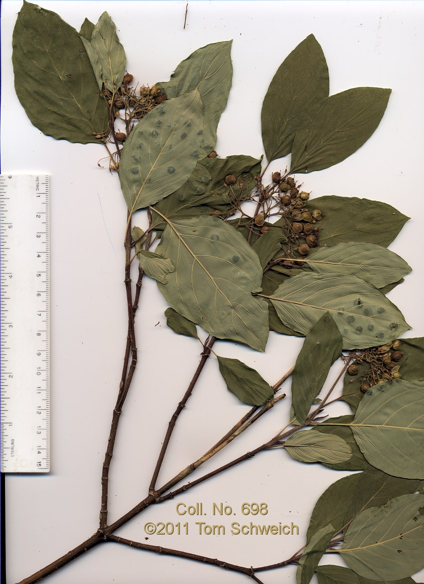 Cornaceae Cornus sericea sericea