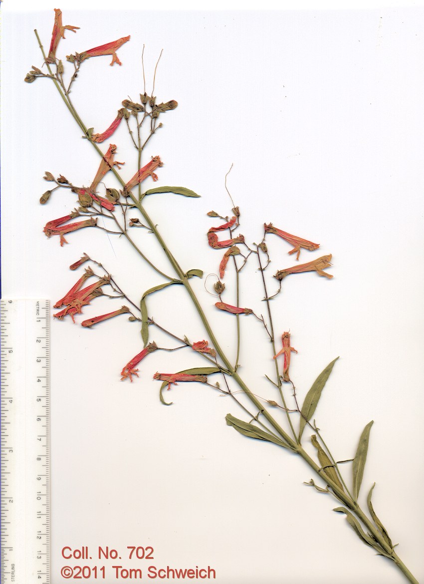 Plantaginaceae Penstemon rostriflorus