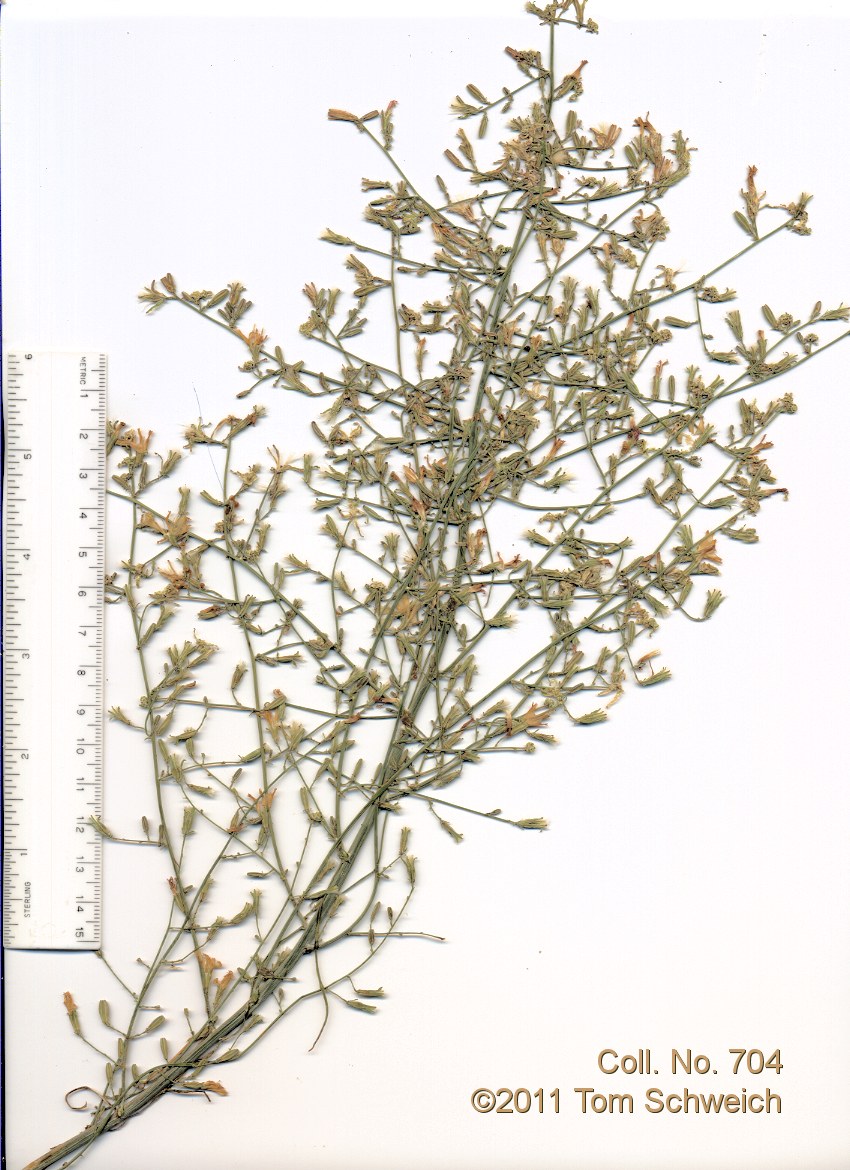 Asteraceae Stephanomeria exigua exigua