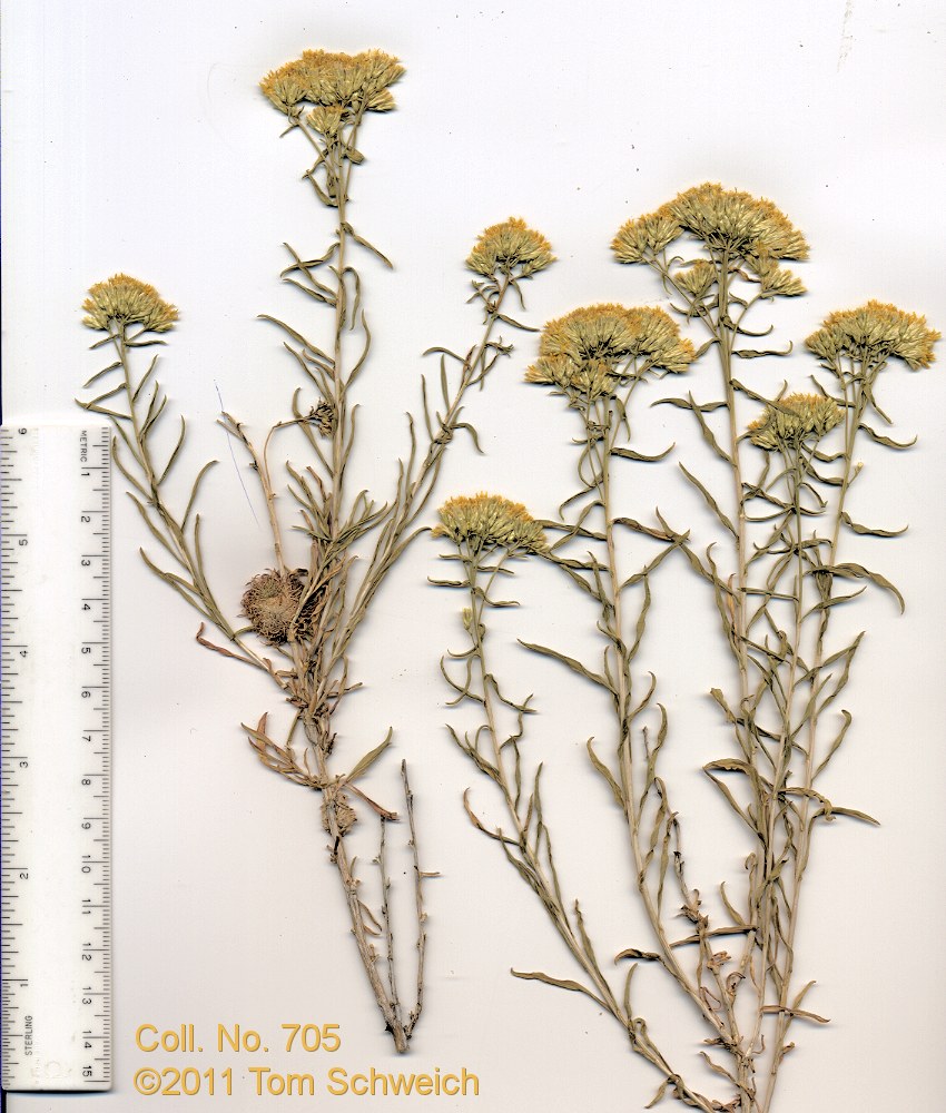 Asteraceae Chrysothamnus viscidiflorus viscidiflorus