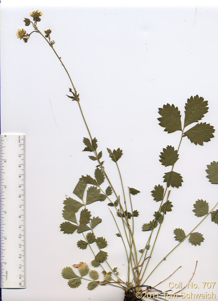 Rosaceae Drymocallis glandulosa reflexa
