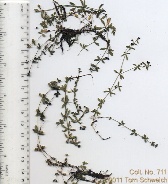 Rubiaceae Galium trifidum columbianum