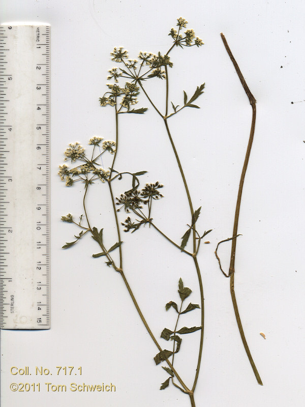 Apiaceae Berula erecta