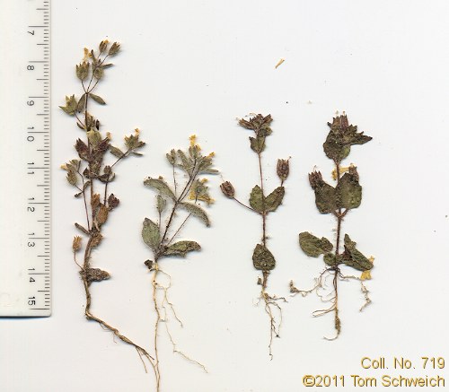 Phrymaceae Mimulus pilosus
