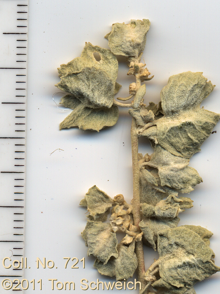 Chenopodiaceae Atriplex canescens