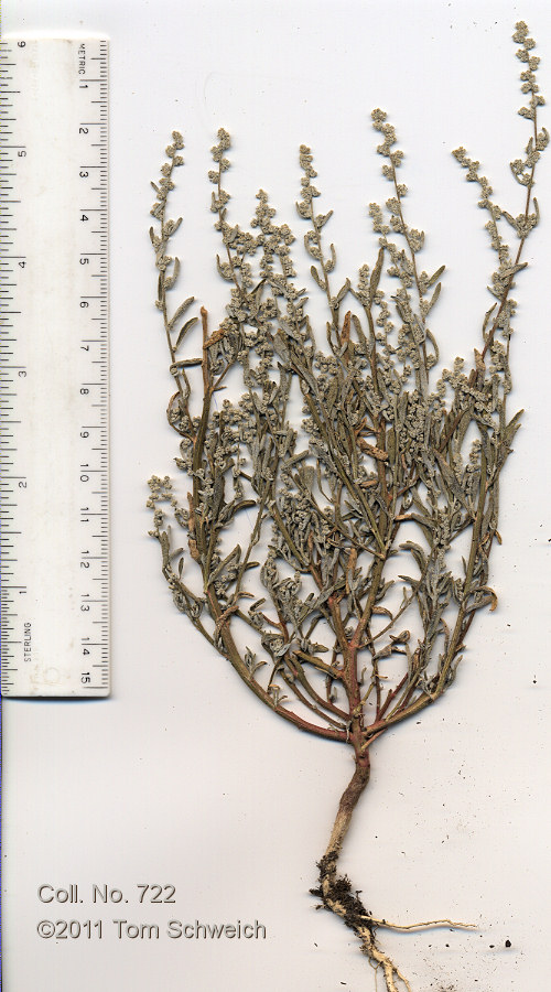 Chenopodiaceae Chenopodium leptophyllum