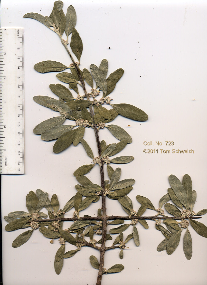 Elaeagnaceae Shepherdia argentea