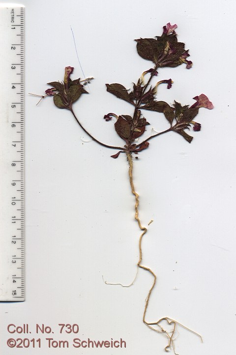 Phyrmaceae Mimulus bigelovii cuspidatus