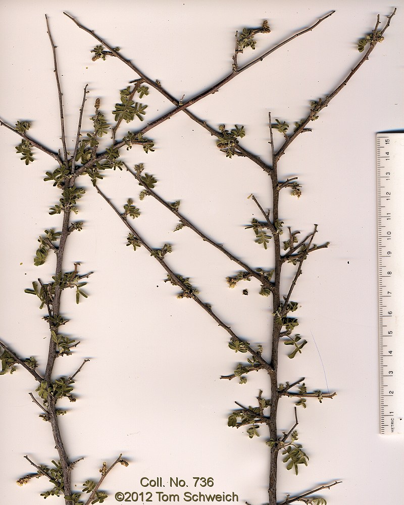 Fabaceae Prosopis velutina