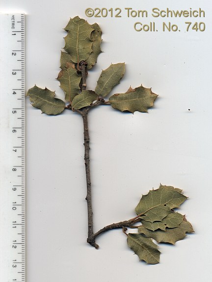 Fagaceae Quercus turbinella