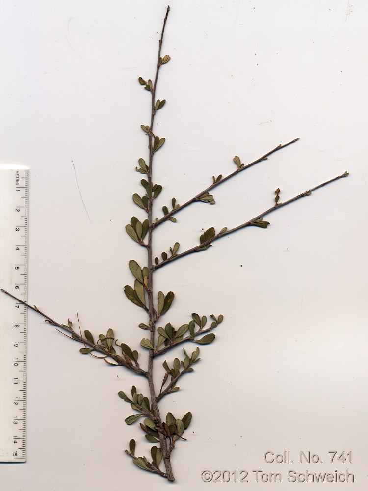 Rosaceae Cercocarpus montanus